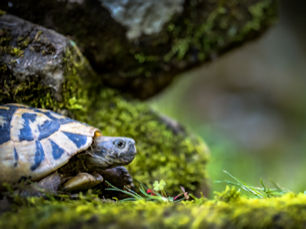Ein Ferienparadis für Schildkröten